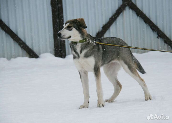 Щенки метисы бесплатно