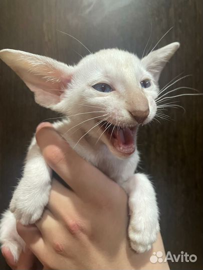 Ориентальные котята