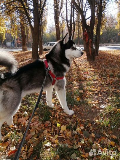 Сибирский хаски