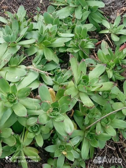 Каменная роза