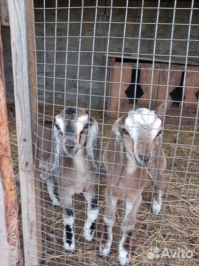 Дойные нубийские козы