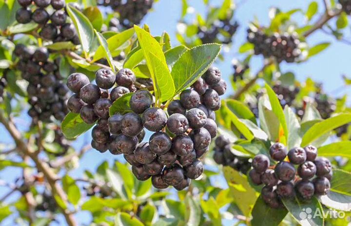 Черноплодная рябина ягоды свежемороженая