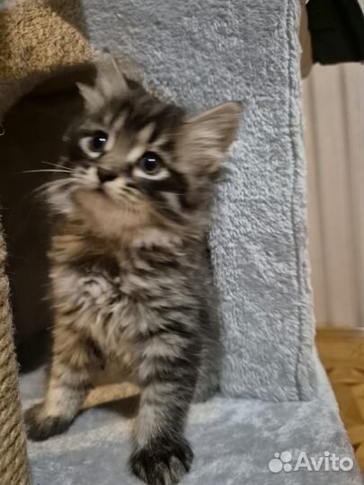 3 котенка