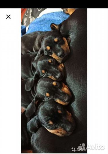 Такса- вязка