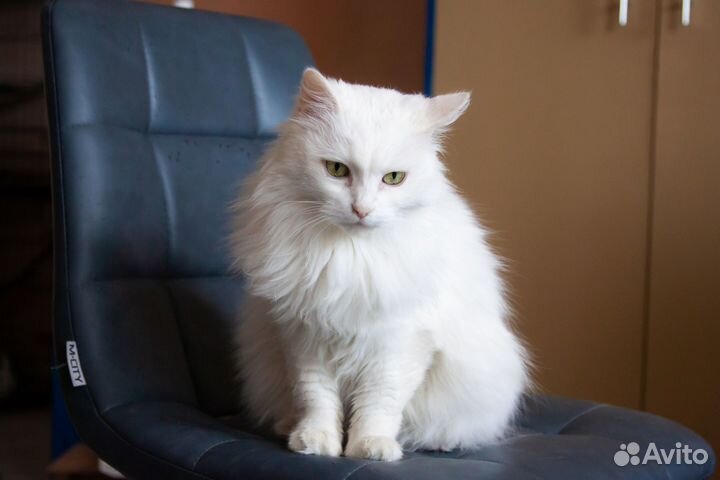 Кошка Масяня, 12 лет