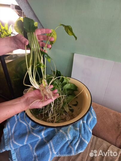 Водоросли для аквариума