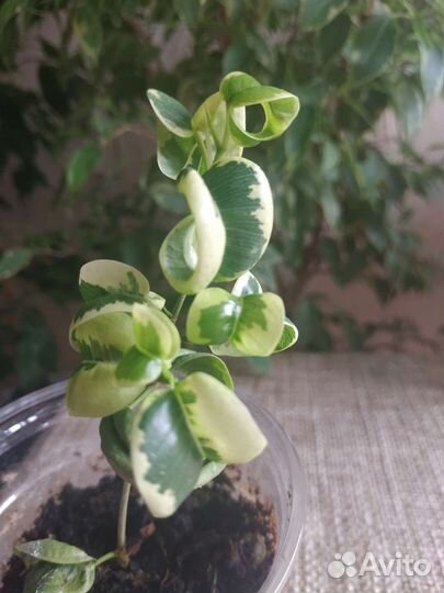 Фикус Бенджамина. Сорт Ирен