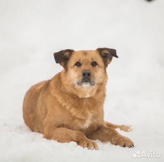 Собака в добрые руки