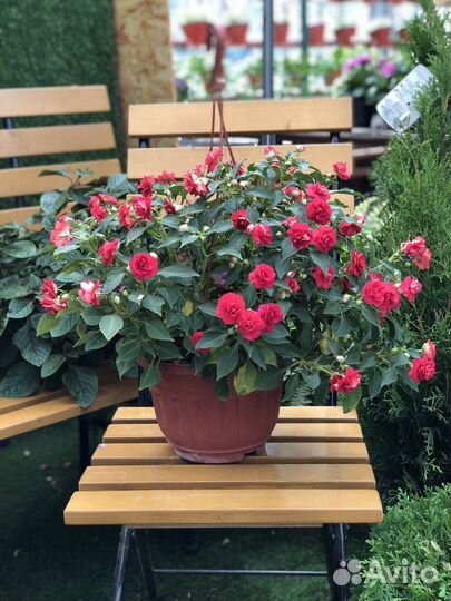 Бальзамин в подвесном кашпо