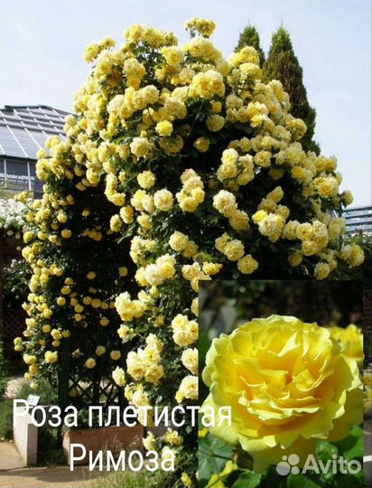 Саженцы Роз