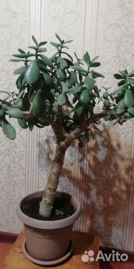 Комнатные растения