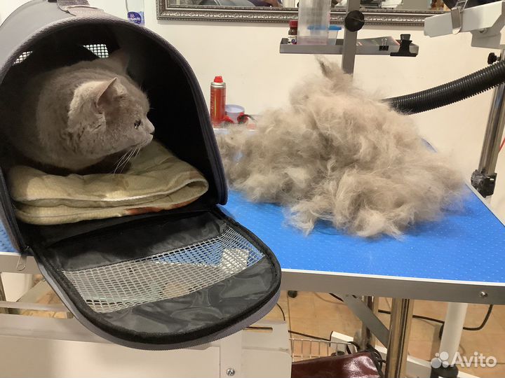 Стрижка кошек и собак, груминг кошек и собак