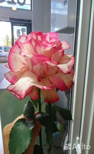 Букеты из 51 розы