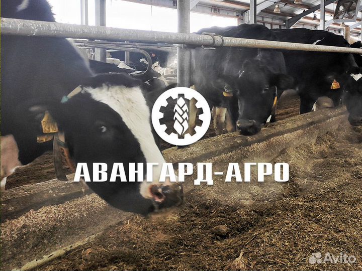 Ветеринарный врач крс