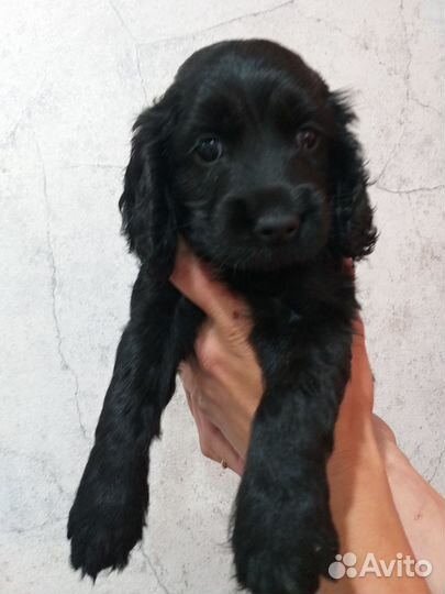 Двух девочек спаниелей, родились 16.04.24 года