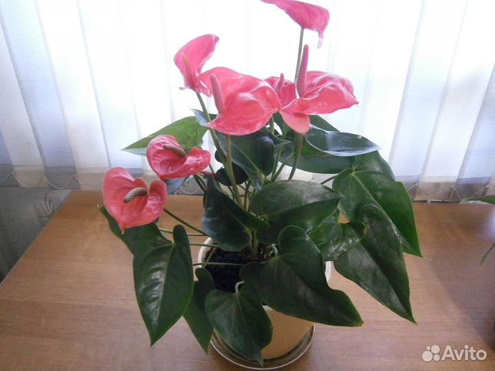 Комнатные цветы антуриум