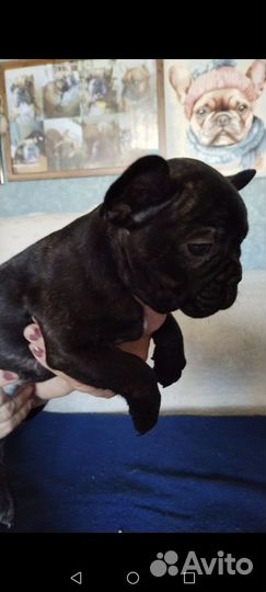 Французский бульдог щенки