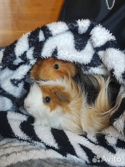 Морские свинки мальчики