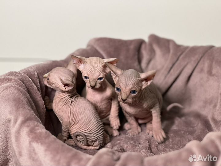 Котята сфинкс
