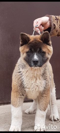 Щенки американской акиты