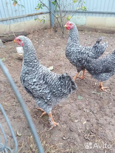 Молодые петухи