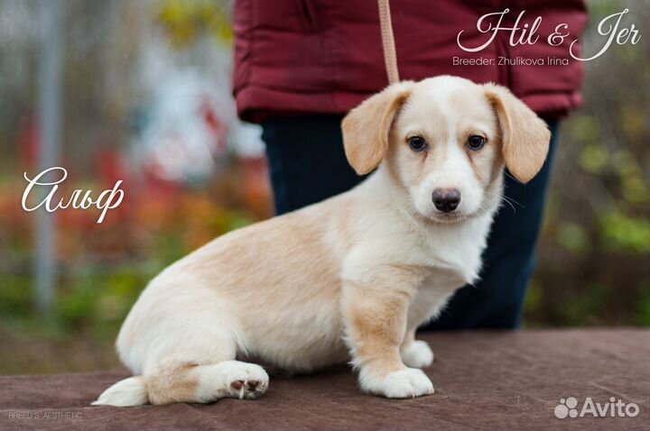 Собака для души