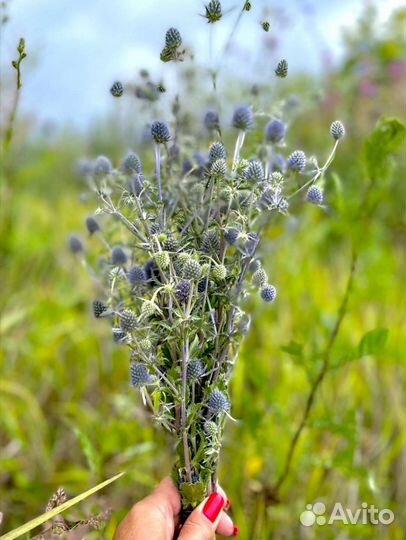 Сухоцветы для творчества и декора