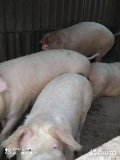 Свиньи живым весом