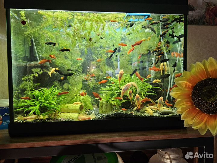 Меченосцы, велифера награды, сомы L144