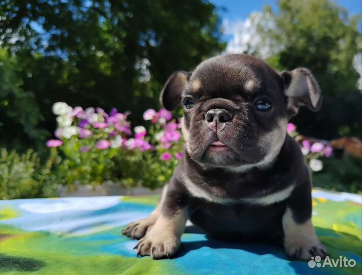 Шикарные голубой шоколад лиловые щенки француз