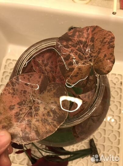 Искусственные растения для аквариума