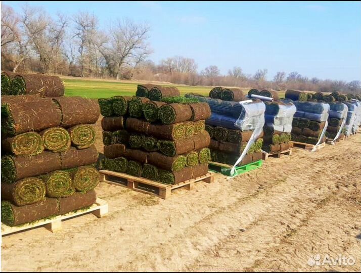 Рулонный газон под ключ Стандартный