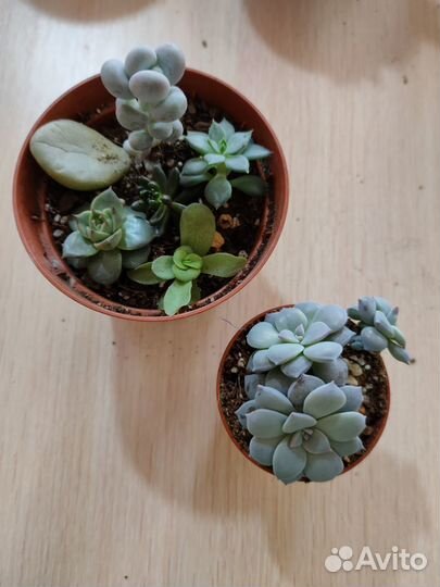 Продаю и раздаю излишки суккулентов