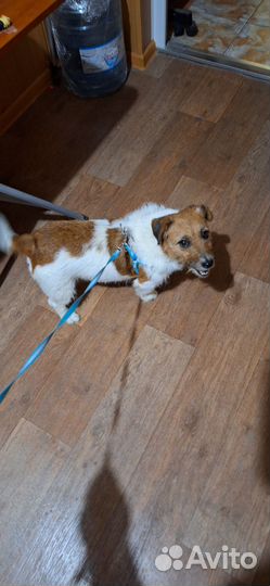 Красотка миринда