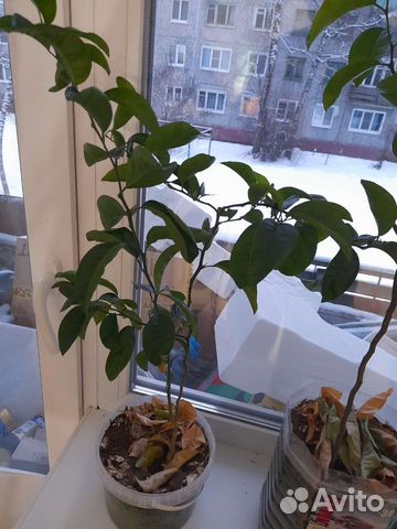 Мандариновое и авокадо дерево