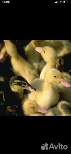 Молодняк с/х птиц. Муларды. Гусята.Утята. Бройлер
