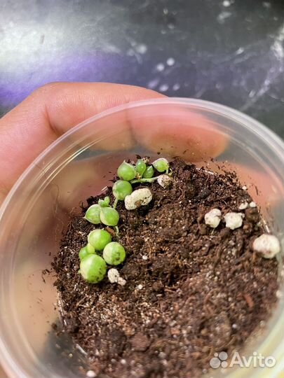 Крестовник роули вариегатный