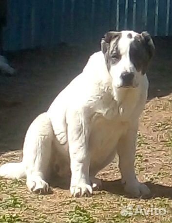 Сао -алабай, девочка 4мес.с документами РКФ