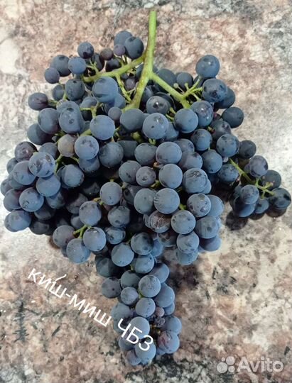 Саженцы винограда