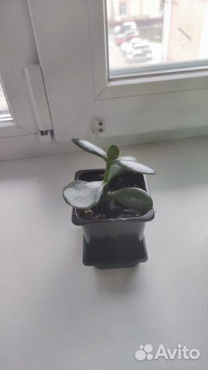 Денежное дерево толстянка крассула