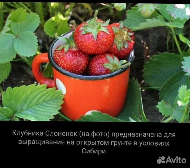 Сорт земклубники Купчиха, клубники Азия и Слоник