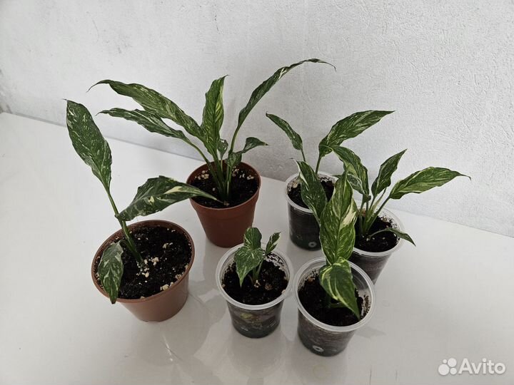 Спатифиллум джемени