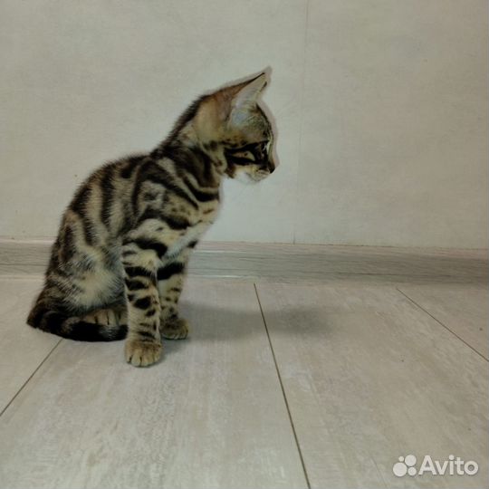Бенгальские котята