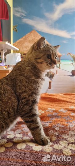 Шотландский котёнок (шоу класс)