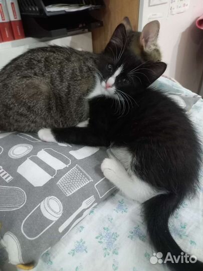 Малыш Сибиряк ищет заботливых родителей