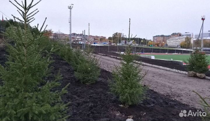 Сибирская ель экстра класс. Саженцы