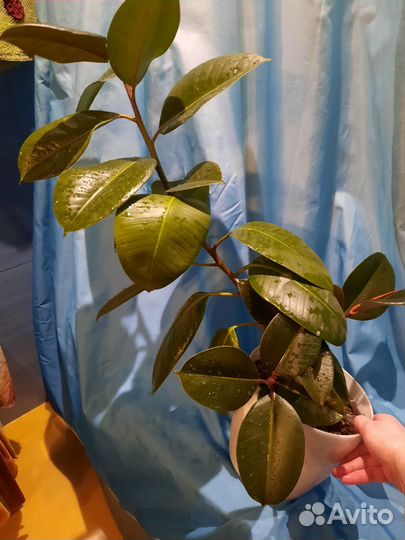 Фикус крупномер и его дети