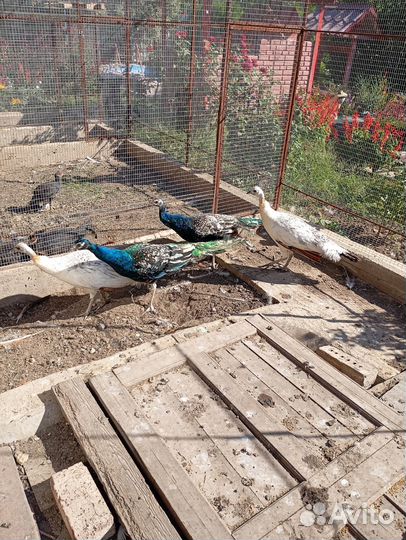 Павлины черноплечие