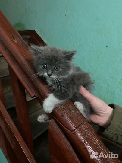 Маленькая кошечка в добрые руки