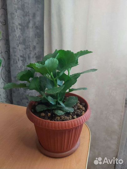 Каланхоэ